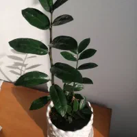 گل طبیعی زاموفیلیا|گل و گیاه طبیعی|شیراز, باغ تخت|دیوار