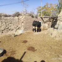 گاو ۷ ماه آبست