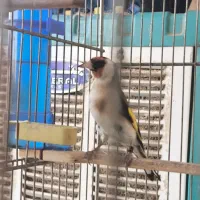 سهره زاده قفس