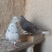 پرنده کبوتر دمسفید سینیی|پرنده|شوشتر, |دیوار
