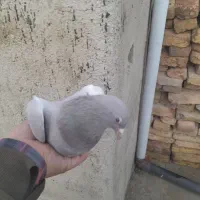 کبوتر|پرنده|اسدآباد, |دیوار