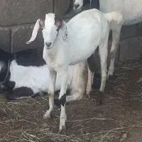 نری درخونه ای|حیوانات مزرعه|میناب, |دیوار