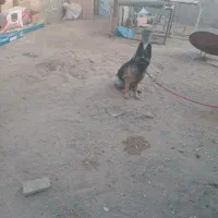 سگ ماده ژرمن شولان. اصل ژرمنی|سگ|طبس, |دیوار