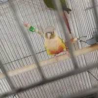 گرینچیک آناناسی مولد تضمینی|پرنده|تبریز, |دیوار