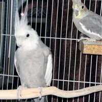 عروس هلندی