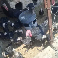 بوقلمون