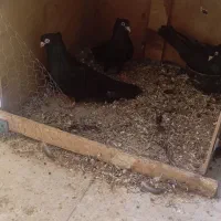 کبوتر ماده چش نوک