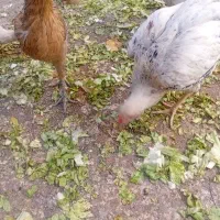 نوچه مرغ وخروس
