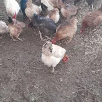 مرغ و خروس وبارنه