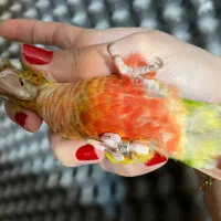 گرینچیک آناناسی ماده/گرینچیک ماده|پرنده|تهران, جوادیه تهرانپارس|دیوار