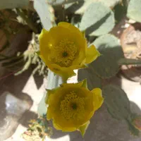 گل وگیاه طبیعی|گل و گیاه طبیعی|اصفهان, دشتستان|دیوار