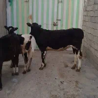 گوساله ماده|حیوانات مزرعه|بیرانوند, |دیوار