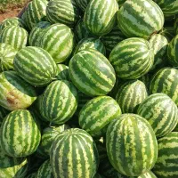 هندوانه درجه یک استان کرمانشاه