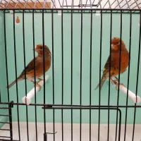 قناری ماده سوخته