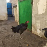 مرغ لاری