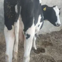 خرید و فروش گوساله حذفی و پا شکسته