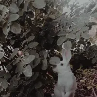 خرگوش|موش و خرگوش|کرمان, |دیوار