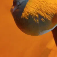 کبوتر سفید نر|پرنده|خورموج, |دیوار