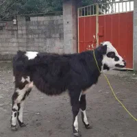 یک راس گوساله سیمینتال ماده لیشه گاو