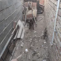 سگ دنبلانی|سگ|صادق آباد, |دیوار