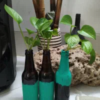 تعدادی گل پتوس دکوری (شیشه و گلدان)