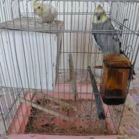 ۲عدد عروس هلندی|پرنده|ابهر, |دیوار