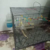 عروسی هلندی|پرنده|گیلوان, |دیوار