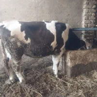 تلیسه ابستن فروشی