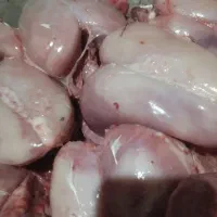 غذای سگ و گربه