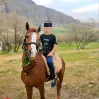 اسب نریون|اسب و تجهیزات اسب‌سواری|خرم‌آباد, |دیوار