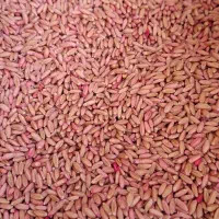 فروش گندم بذری