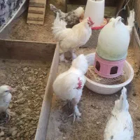 مرغ، خروس و نیمچه سلطان