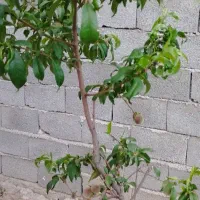 باغ-چهار-دیواری