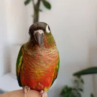 گرینچیک اکستریم رد رام گاز نمیگیره گیرینچیک