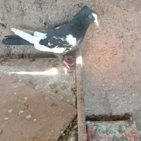 سینه