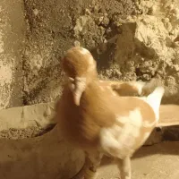 چندکبوتررنکی فروشی|پرنده|چناران, |دیوار