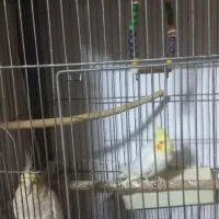 جفت عروس هلندی مولد همراه یک جوجه۲۰ روزه