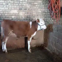 گوساله سیمنتال نر