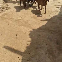 بره نر