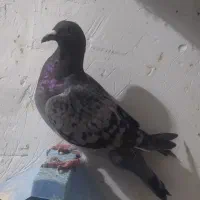 سلام چهارتا صید فروشی