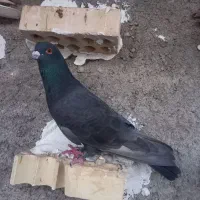 کبوتر رنگی|پرنده|شوشتر, |دیوار