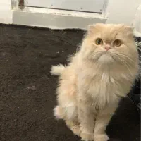 فروش پرشین نر|گربه|بندر گناوه, |دیوار