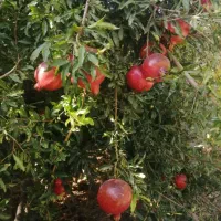 خونه باغ فروشی