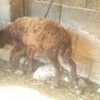 بره‌ماده