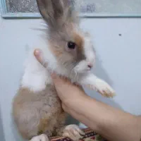 خرگوش نر لوپ