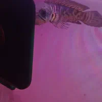 چانا گلدن کبری