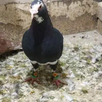 کبوتر قلدر وخوشکل