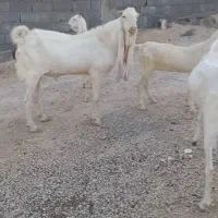 فروش پازن