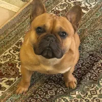 فرنچ بولداگ اصیل|سگ|لواسان, |دیوار