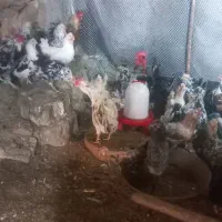 فر‌وش مرغو خروس + جوجه
